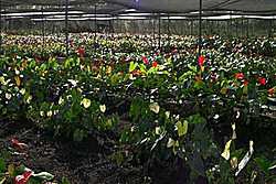 Color brochures give customers options when purchasing flowers & plants. no image