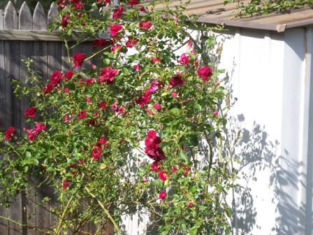 Roses