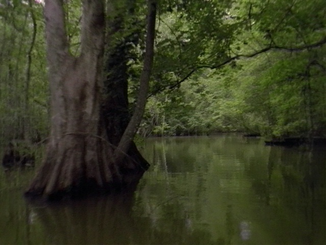 Lake Bistineau