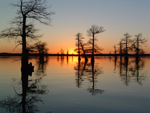 Cypress Black Bayou