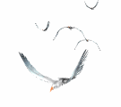 Kemah seaguls