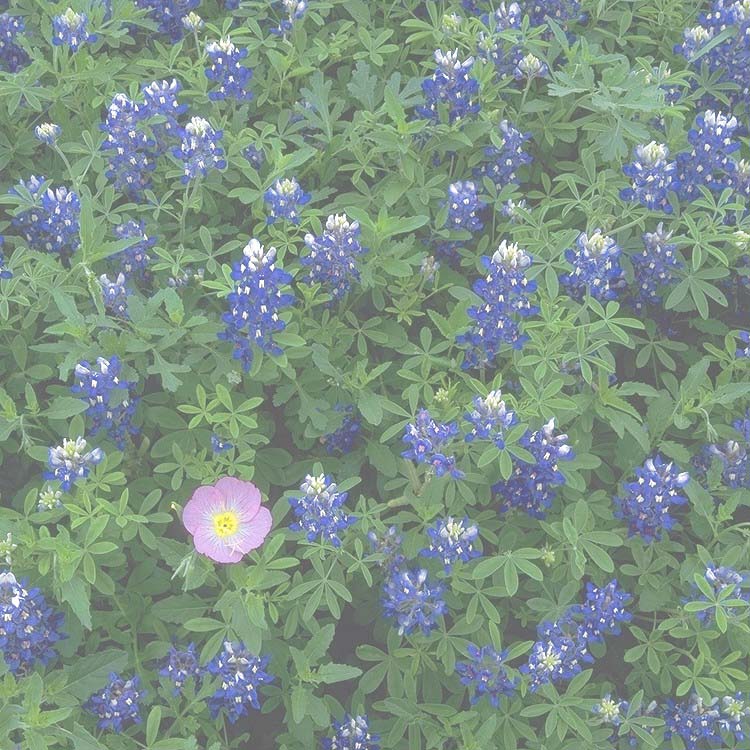 Bluebonnets fill the Austin landscape every spring