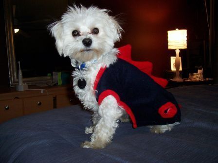 Lakewood Realtor Dog of the Year!