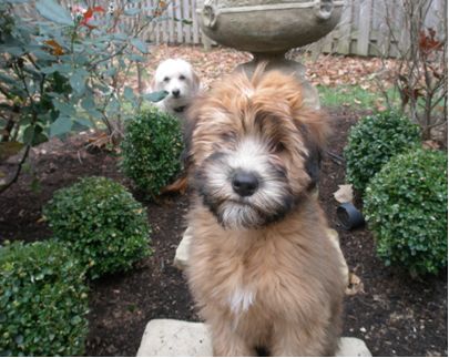 Rocky River Top Realtor Dogs