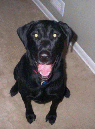 Rocky, The Rocky River Realtor Top Dog! 