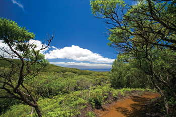 Maunalei Arboretum Trail Kapalua Maui
