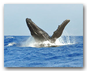humpback whale breach Maui