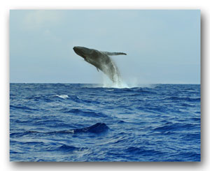 humpback whale breach Maui