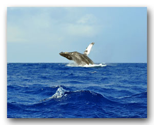 Whale Breaching
