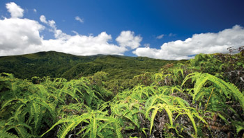 Mahana Ridge Trail View Kapalua Resort