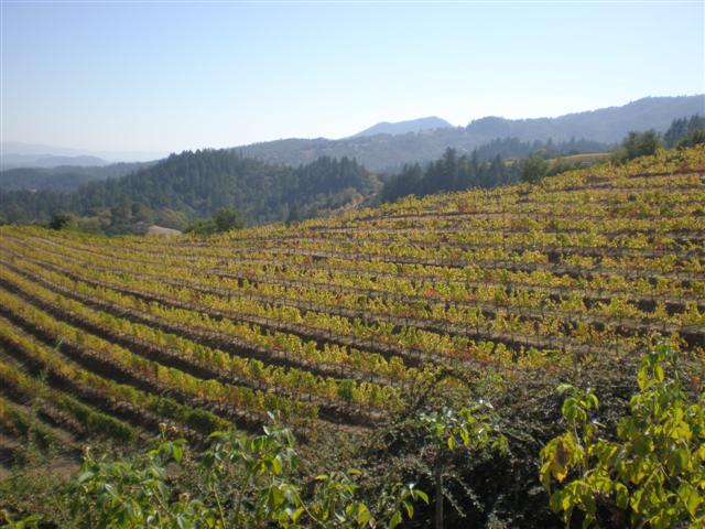 Views from Newton Winery, St. Helena
