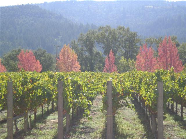 Fall Napa Valley