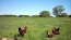 Animals currently not on property no image