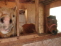 barn with horses no image