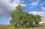 Beautiful majestic trees no image