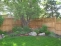 Park-like Backyard no image