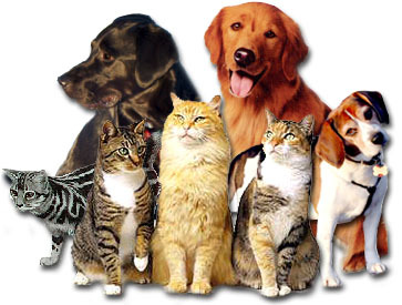Pet Policy