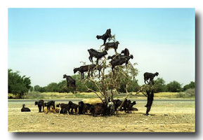 Tree Goats